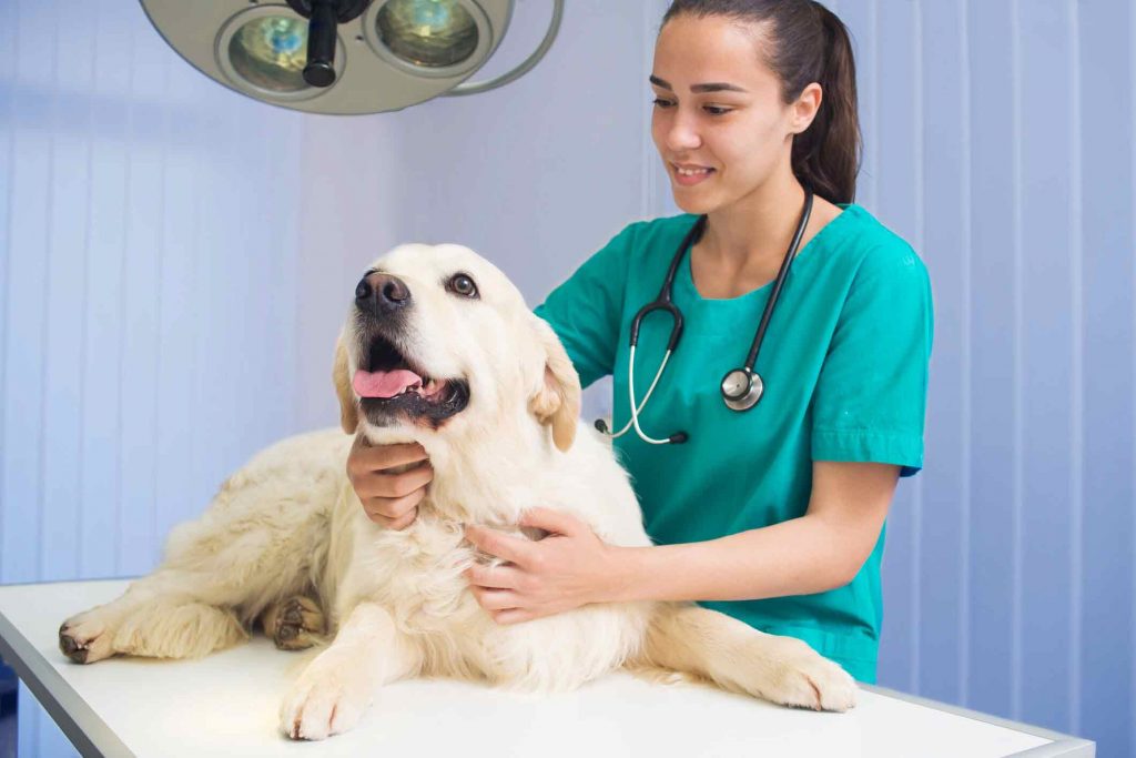 Pets Care